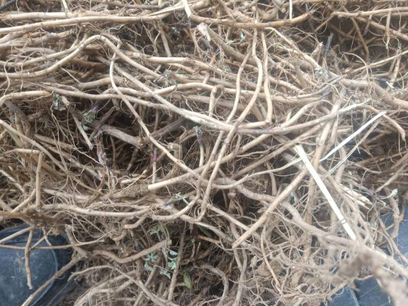 艾根野生新鲜现挖发货艾叶根老艾根艾草根五月艾根艾头艾苗根