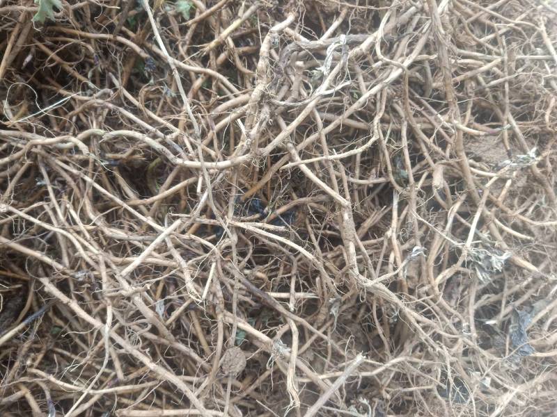 艾根野生新鲜现挖发货艾叶根老艾根艾草根五月艾根艾头艾苗根