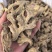 筠姜纯正四川犍为筠姜古法钧姜干姜保质保量诚信经营