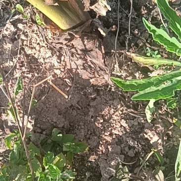 牛奶芋