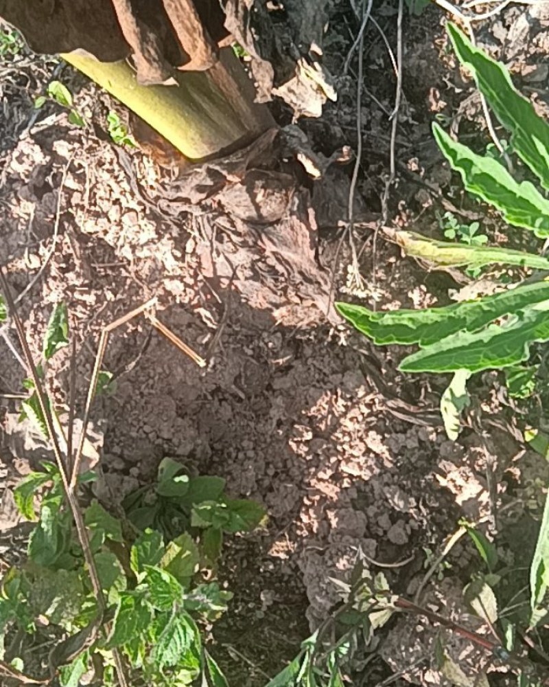 牛奶芋