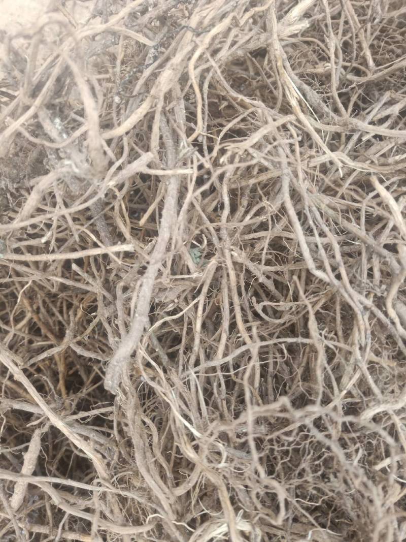 老艾根野生艾根农家艾草根新货晒干艾草根艾根煲汤
