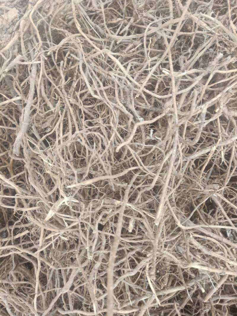 老艾根野生艾根农家艾草根新货晒干艾草根艾根煲汤