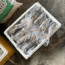 6两带毛速冻7两半净膛走起