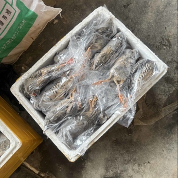 6两带毛速冻7两半净膛走起