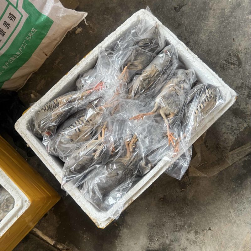 6两带毛速冻7两半净膛走起
