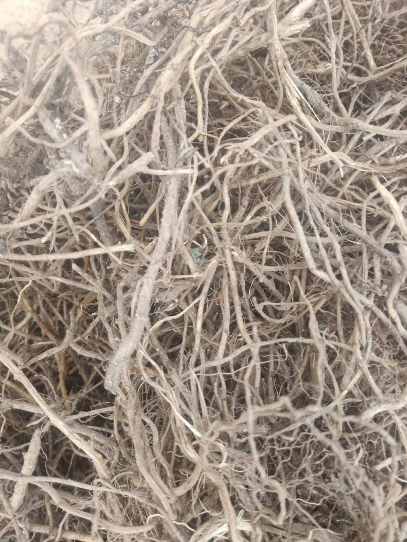 老艾根野生艾根农家艾草根新货晒干艾草根艾根煲汤