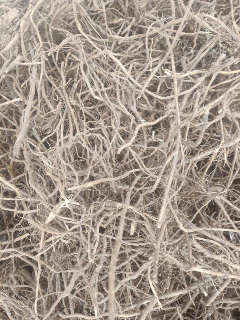 老艾根野生艾根农家艾草根新货晒干艾草根艾根煲汤