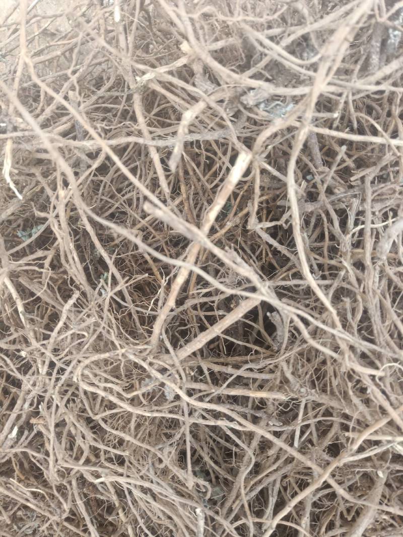 老艾根野生艾根农家艾草根新货晒干艾草根艾根煲汤