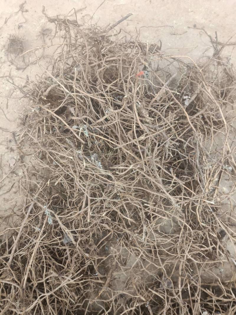 老艾根野生艾根农家艾草根新货晒干艾草根艾根煲汤