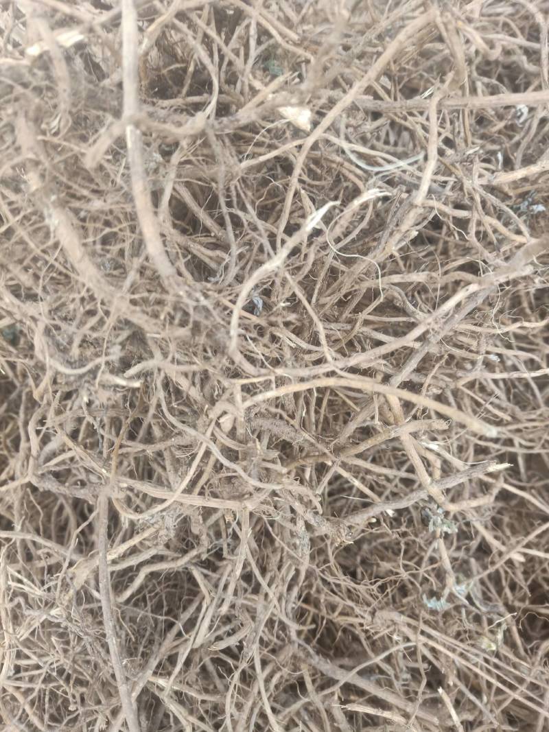 老艾根野生艾根农家艾草根新货晒干艾草根艾根煲汤
