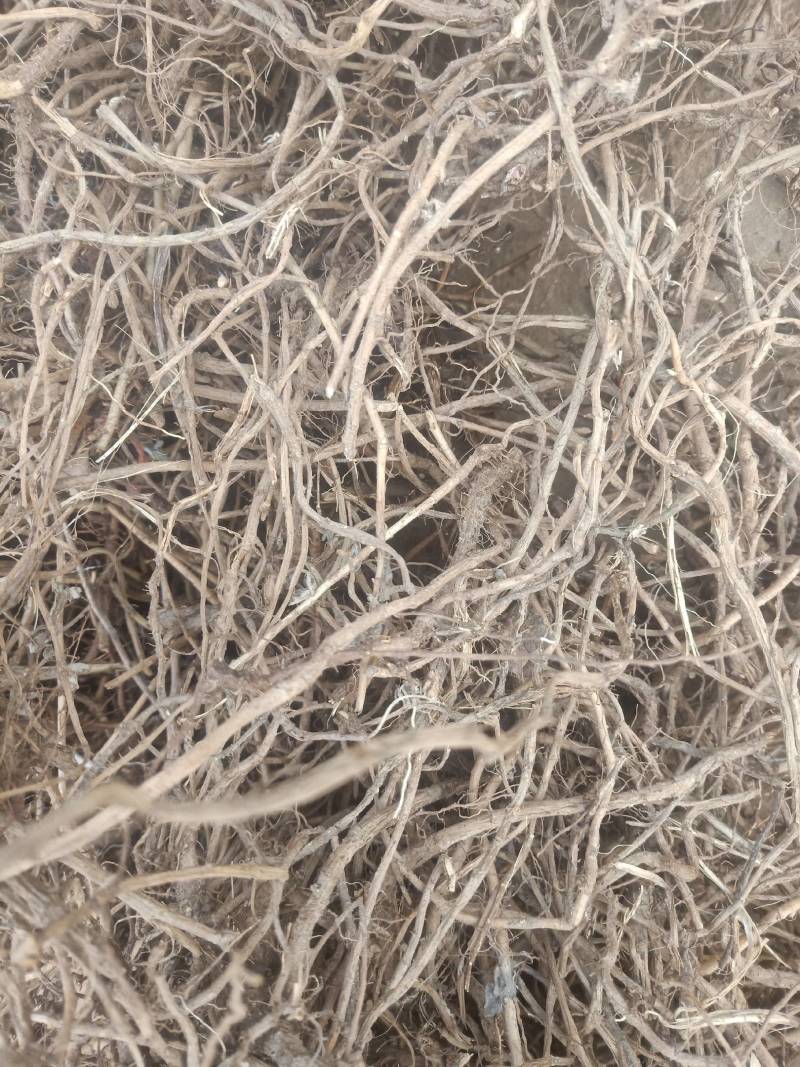 老艾根野生艾根农家艾草根新货晒干艾草根艾根煲汤
