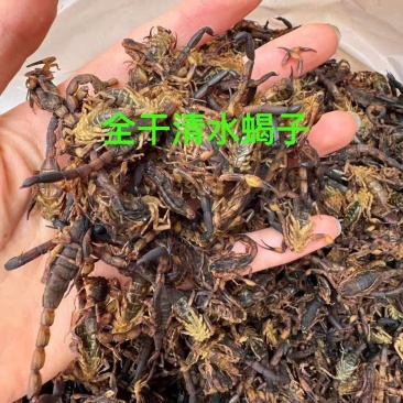 清水全蝎进口全蝎蝎子无硫无盐保质保量诚信经营
