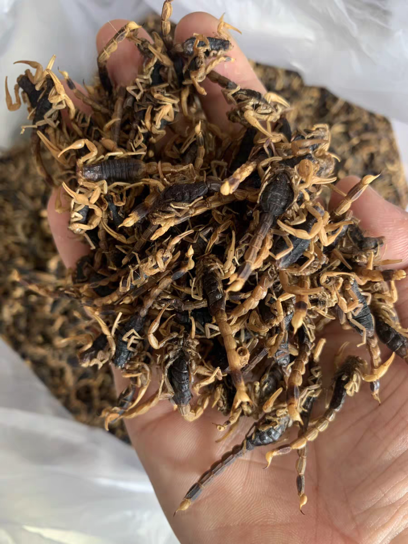 清水全蝎进口全蝎蝎子无硫无盐保质保量诚信经营