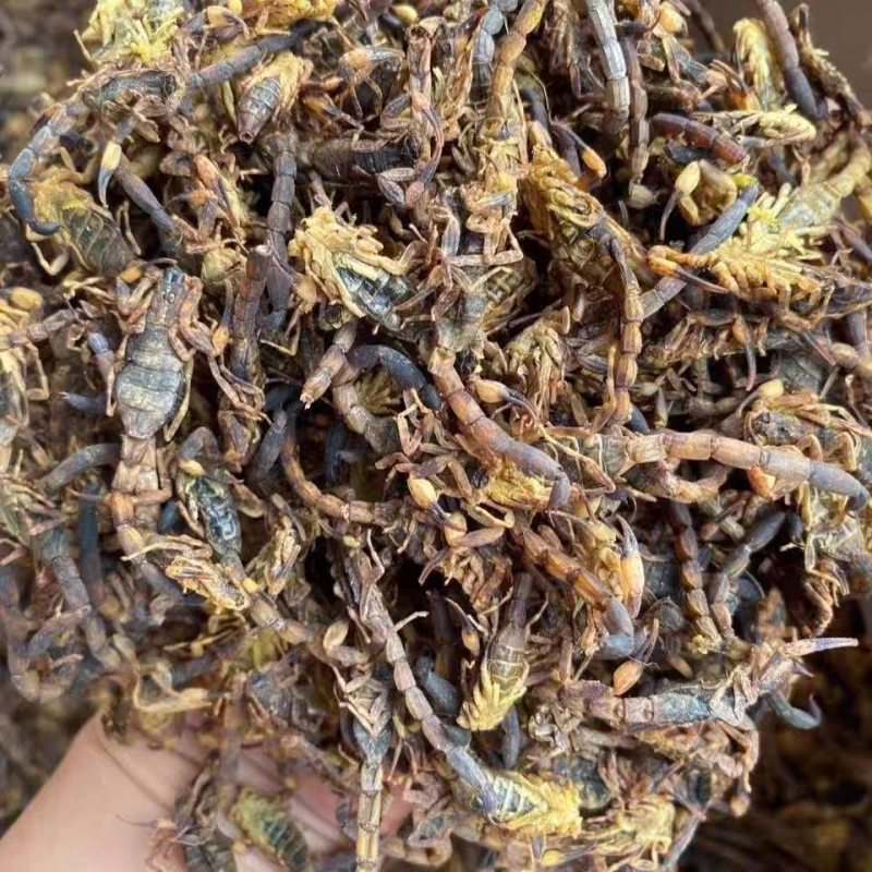 清水全蝎进口全蝎蝎子无硫无盐保质保量诚信经营