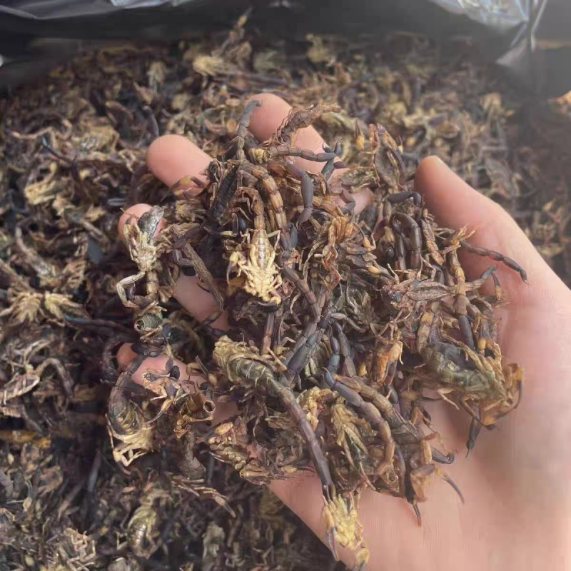 清水全蝎进口全蝎蝎子无硫无盐保质保量诚信经营