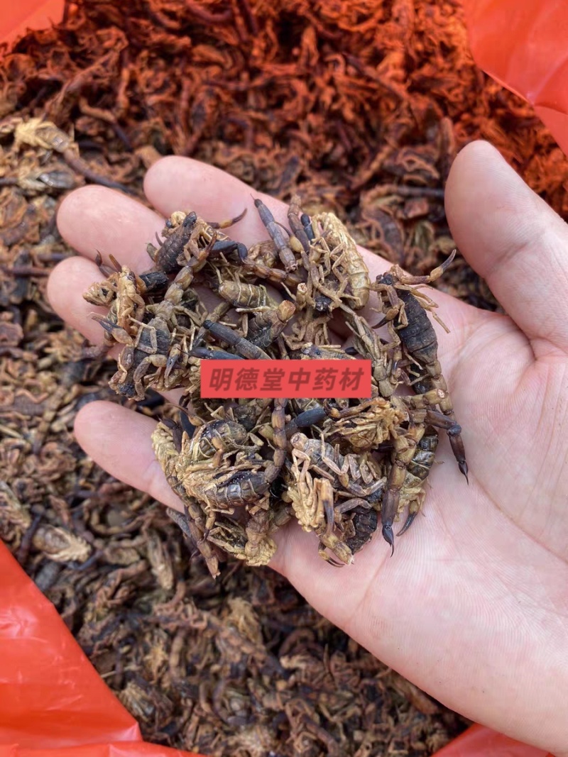 清水全蝎进口全蝎蝎子无硫无盐保质保量诚信经营