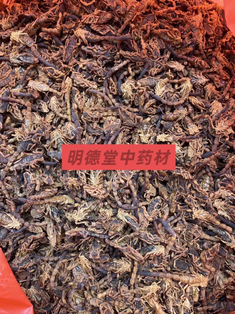 清水全蝎进口全蝎蝎子无硫无盐保质保量诚信经营