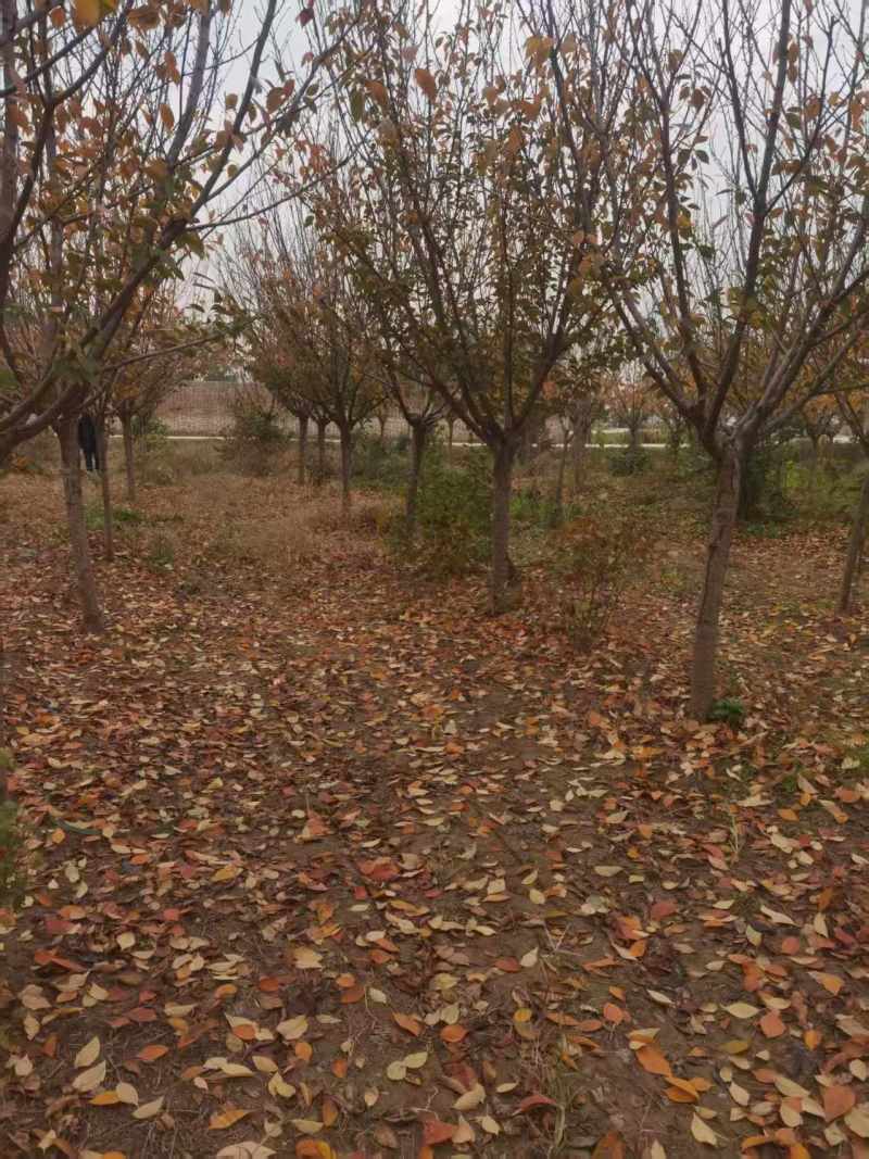 樱花树米径12公分左右主干1.5米左右需要的自己号领人挖