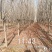 樱花树米径12公分左右主干1.5米左右需要的自己号领人挖