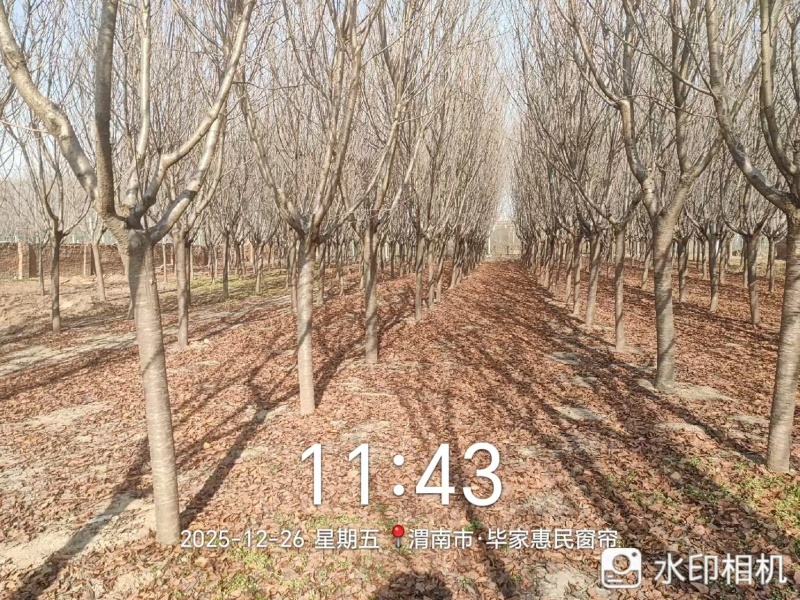 樱花树米径12公分左右主干1.5米左右需要的自己号领人挖