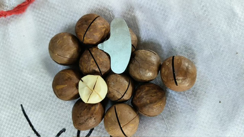 【甄选品质】当季新果夏威夷果奶香味个大饱满环形大开口