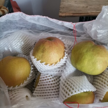 库存玉露香梨出售