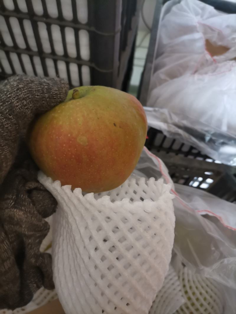 库存玉露香梨出售