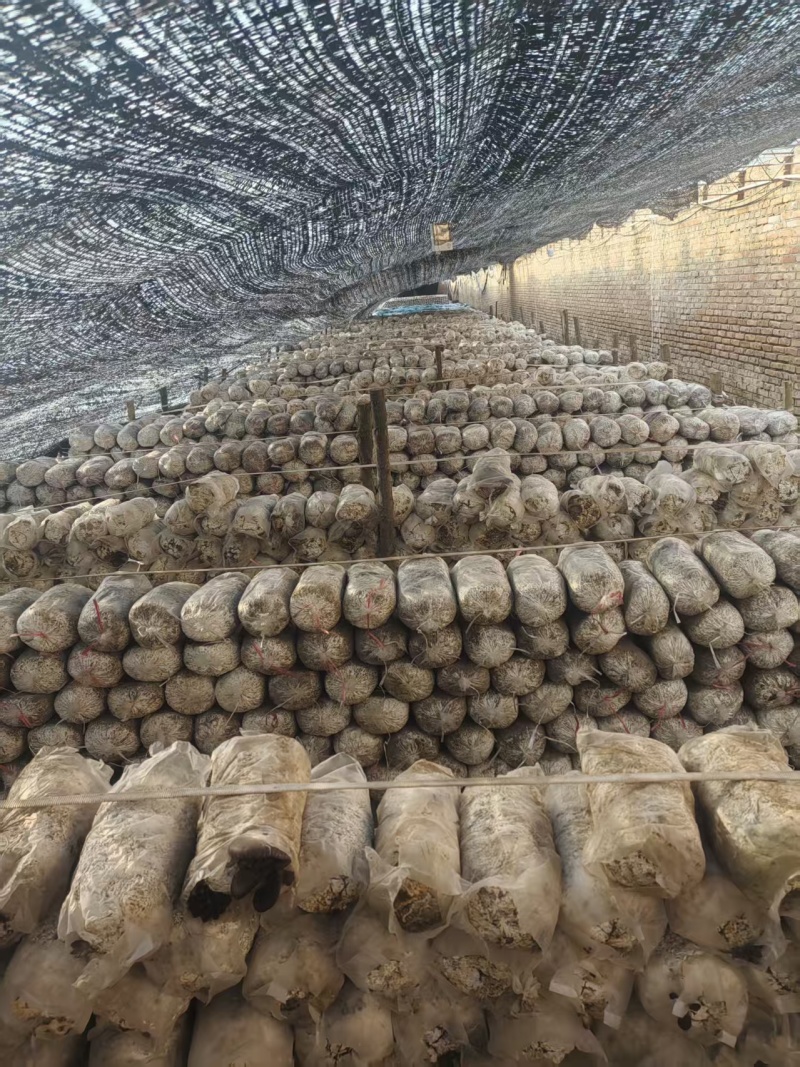 平菇大量上市产地直发欢迎各位老板前来采购