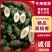 海南精品青槟榔，一手货源，全国发货，可一件代发，量大从优