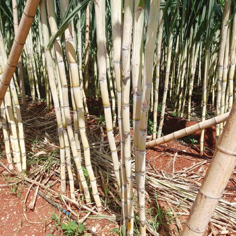黄金甘蔗黄皮甘蔗基地直供价格实惠欢迎联系