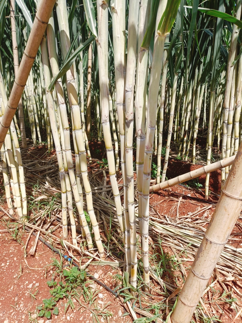 黄金甘蔗黄皮甘蔗基地直供价格实惠欢迎联系