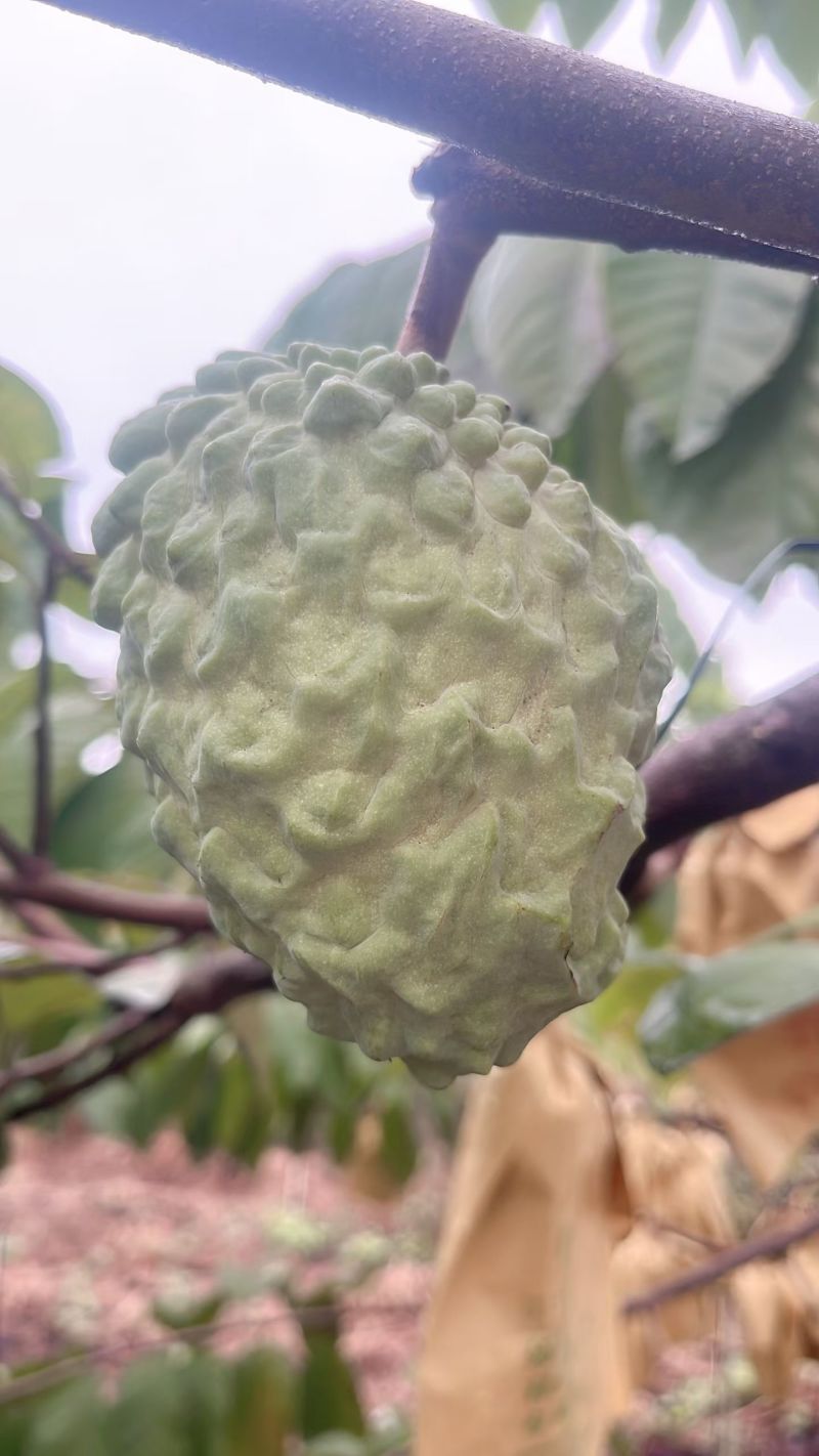 释迦果新鲜牛奶凤梨释迦水果新鲜当季进口番荔枝释迦