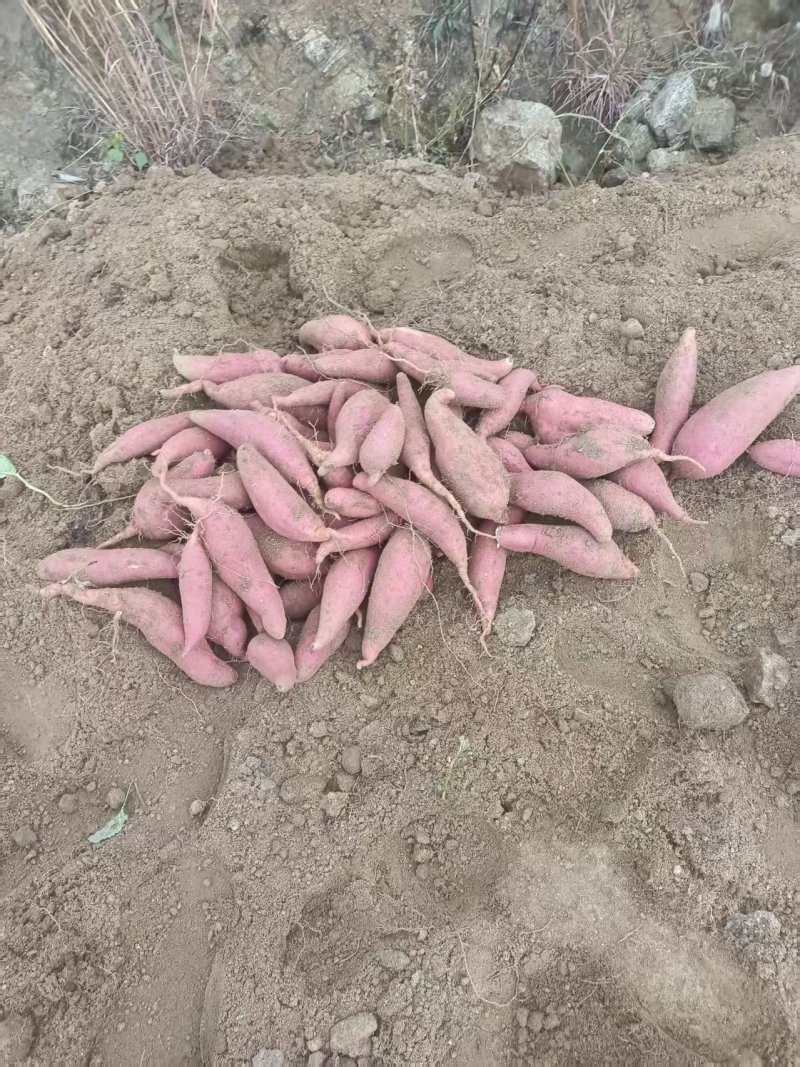 热卖西瓜红红薯规格齐全品质保证可视频看货童叟无欺全国发货