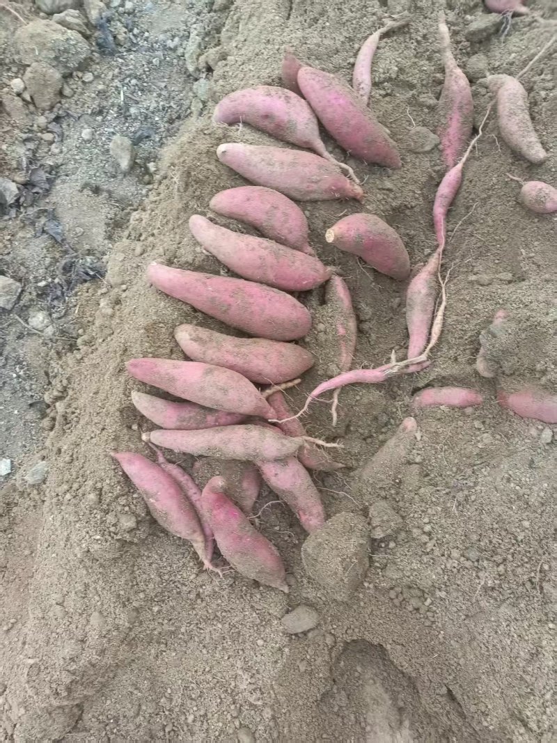 热卖西瓜红红薯规格齐全品质保证可视频看货童叟无欺全国发货