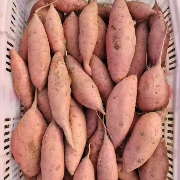 热卖西瓜红红薯规格齐全品质保证可视频看货童叟无欺全国发货