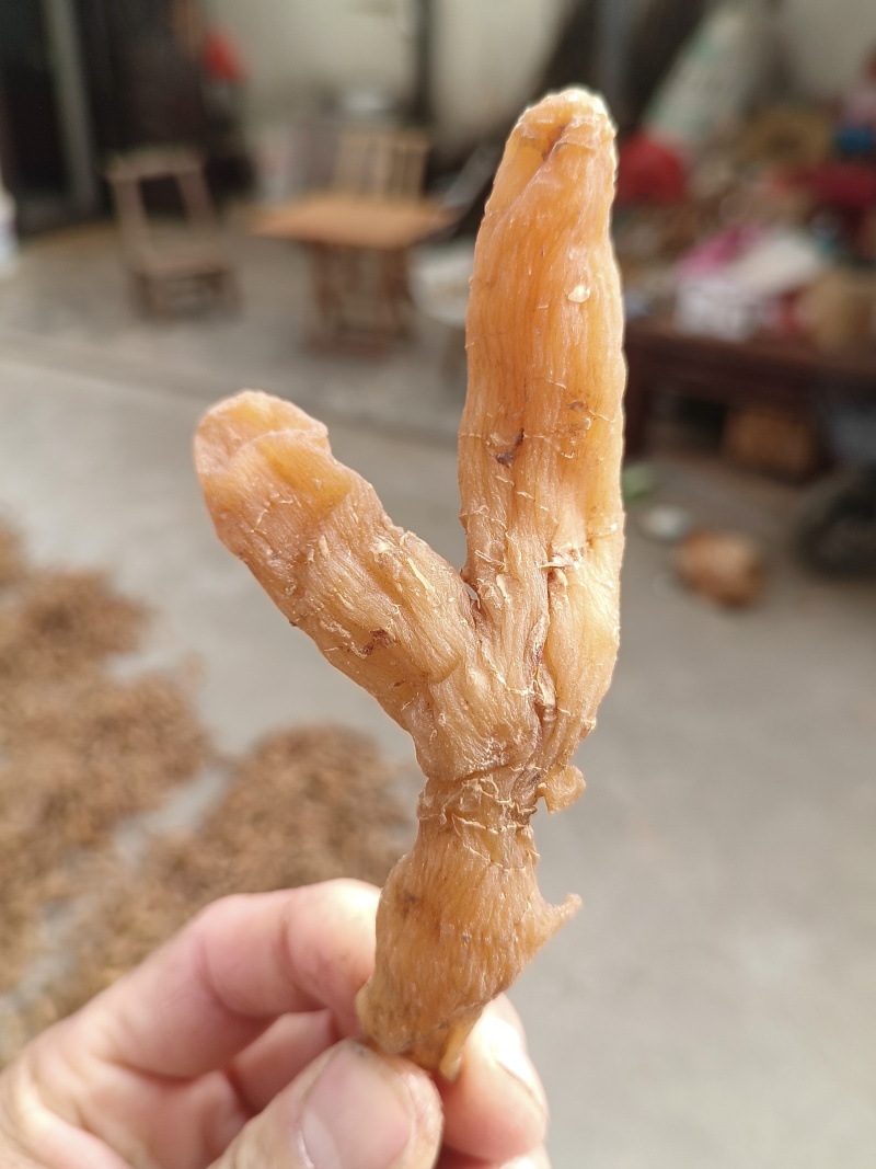 黄精片蒸晒个子熟片鸡头黄精片大中小片精选过筛