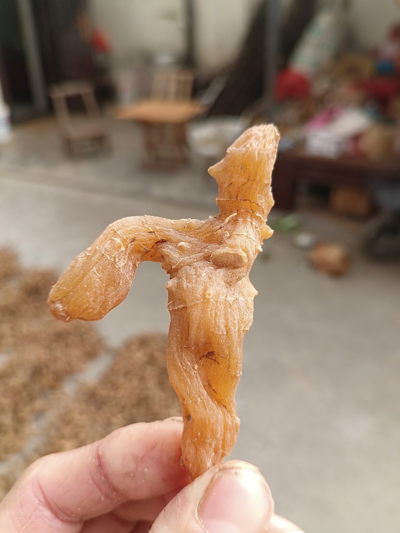 黄精片蒸晒个子熟片鸡头黄精片大中小片精选过筛