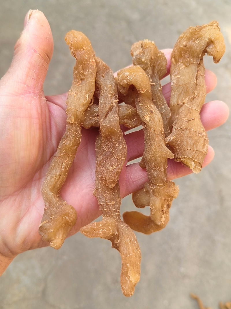 黄精片蒸晒个子熟片鸡头黄精片大中小片精选过筛