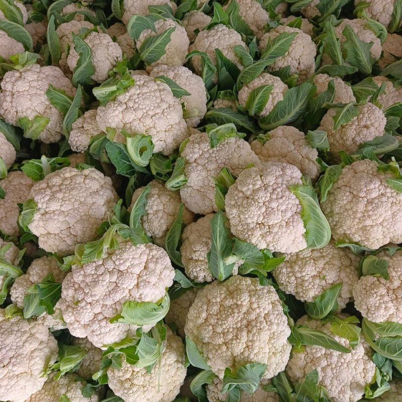 四川新鲜采摘花菜，散花菜产地直供商场市场食堂