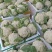 四川新鲜采摘花菜，散花菜产地直供商场市场食堂