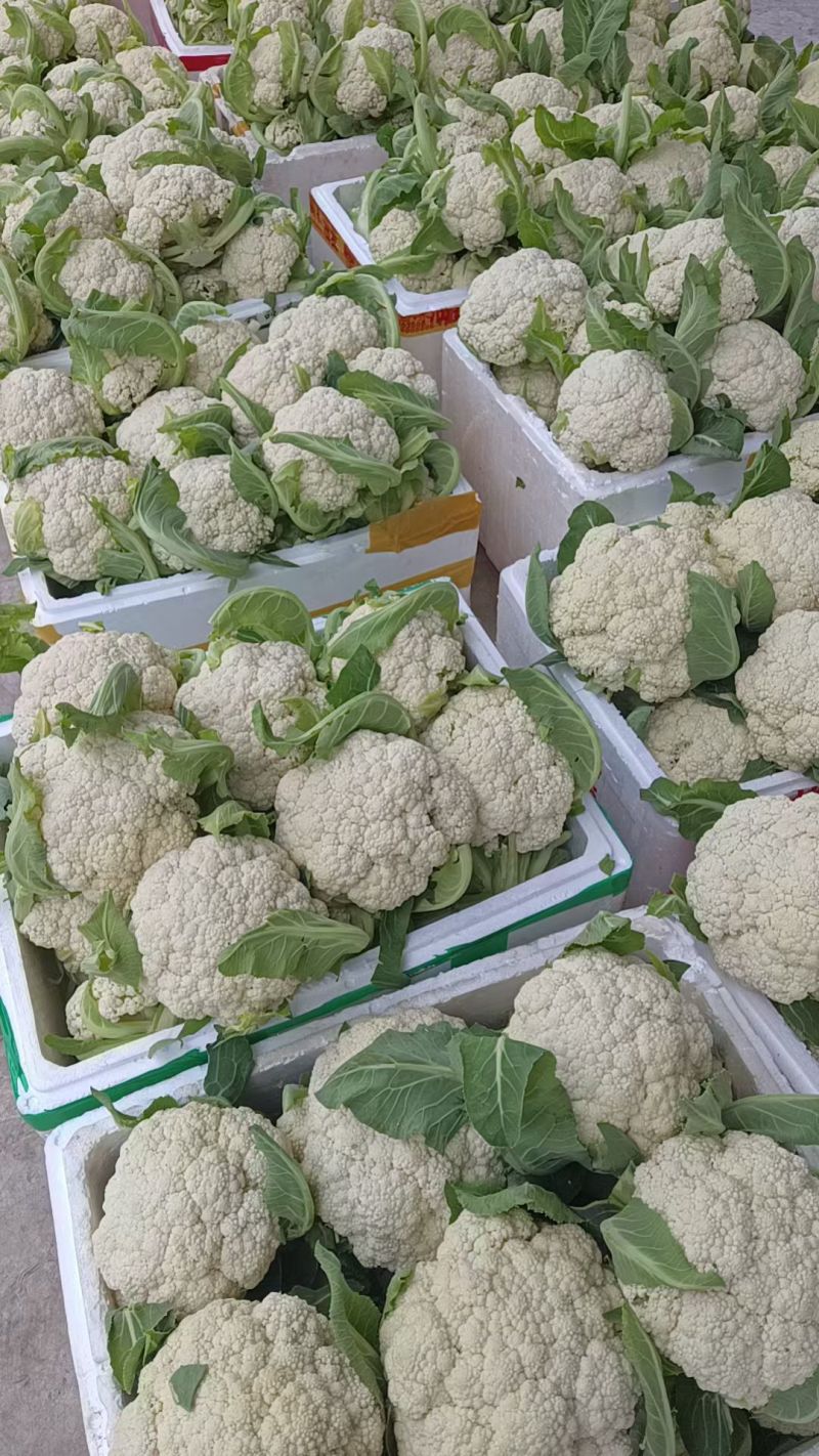 四川新鲜采摘花菜，散花菜产地直供商场市场食堂