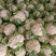 四川新鲜采摘花菜，散花菜产地直供商场市场食堂