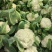 四川新鲜采摘花菜，散花菜产地直供商场市场食堂