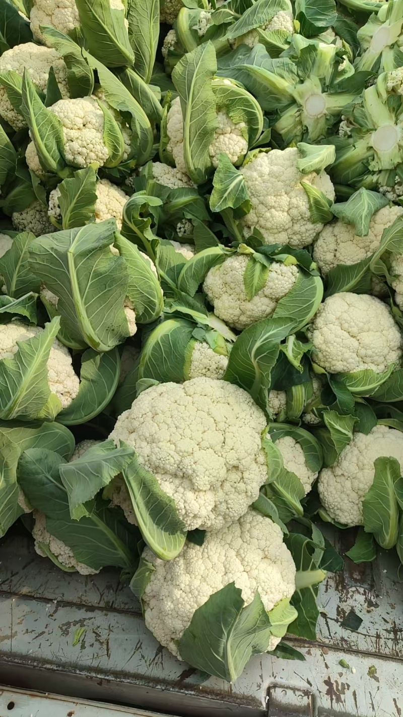 四川新鲜采摘花菜，散花菜产地直供商场市场食堂