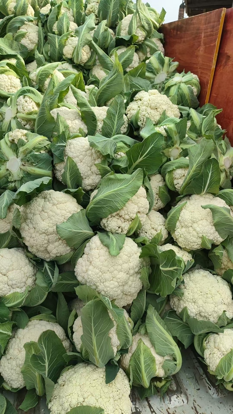 四川新鲜采摘花菜，散花菜产地直供商场市场食堂