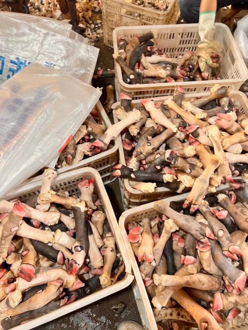 花羊蹄花蹄不抽筋去毛去壳可用于卤炖烤工厂发货