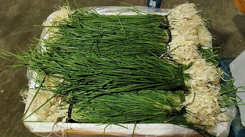 野胡葱