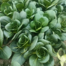 矮脚菜