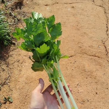 白香芹